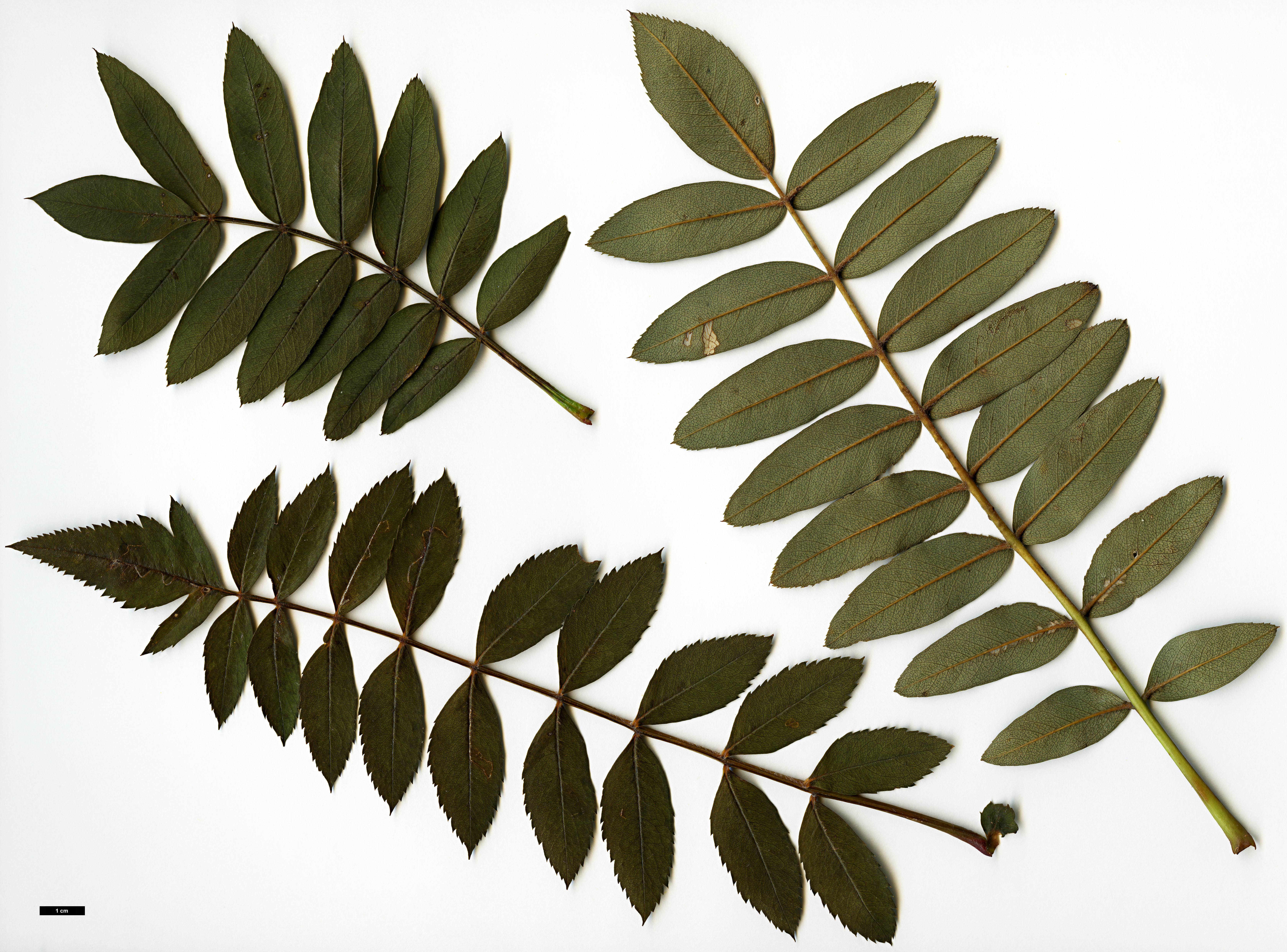 High resolution image: Family: Rosaceae - Genus: Sorbus - Taxon: KR 3647B (sect. discolores)